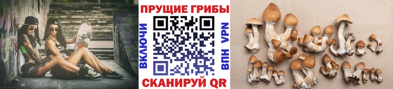 как найти закладки Камызяк Галлюциногенные грибы прущие грибы